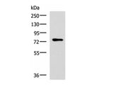 L3MBTL2 Polyclonal Antibody Reactivity Human