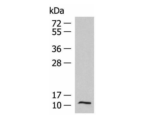 PCBD1 Polyclonal Antibody Reactivity Human
