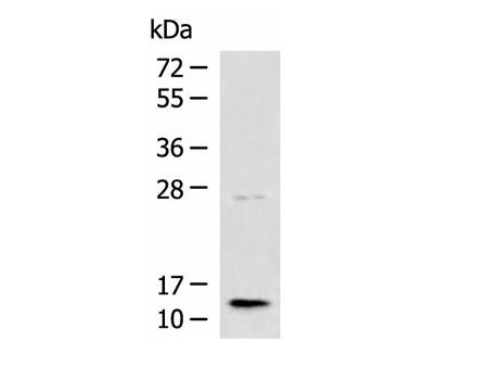 TMEM141 Polyclonal Antibody Reactivity Human