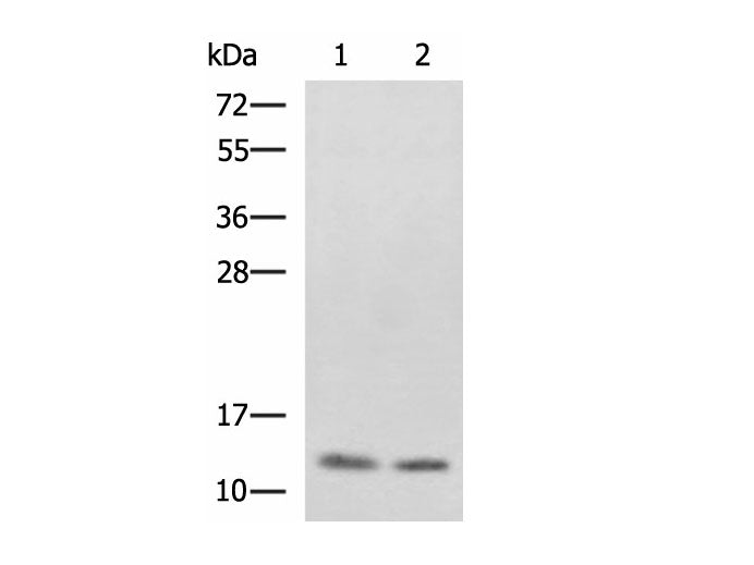PHF5A Polyclonal Antibody Reactivity Human
