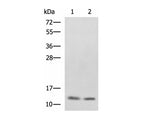PHF5A Polyclonal Antibody Reactivity Human