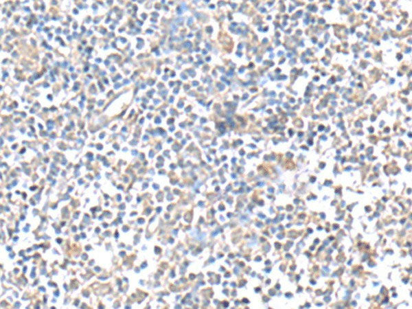 IFI27 Polyclonal Antibody Reactivity Human