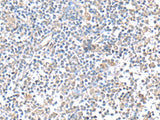 IFI27 Polyclonal Antibody Reactivity Human