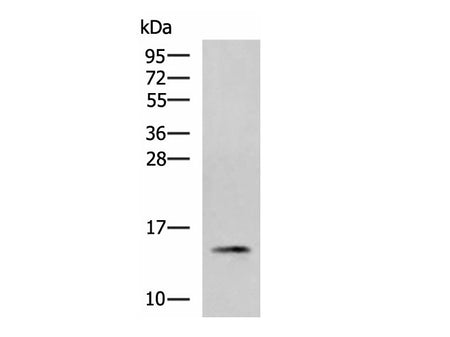 PHPT1 Polyclonal Antibody Reactivity Human