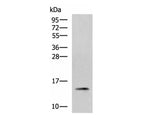 PHPT1 Polyclonal Antibody Reactivity Human