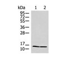 PAM16 Polyclonal Antibody Reactivity Human