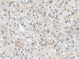 GEMIN7 Polyclonal Antibody Reactivity Human