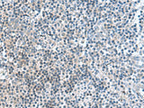 FAM107B Polyclonal Antibody Reactivity Human