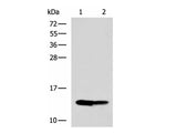 RIDA Polyclonal Antibody Reactivity Human