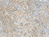 HBZ Polyclonal Antibody Reactivity Human