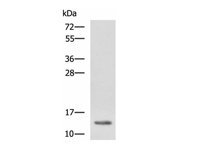 HBZ Polyclonal Antibody Reactivity Human