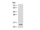 HBZ Polyclonal Antibody Reactivity Human