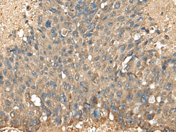 MRPL42 Polyclonal Antibody Reactivity Human