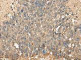 MRPL42 Polyclonal Antibody Reactivity Human