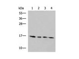 MRPL42 Polyclonal Antibody Reactivity Human