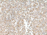 EIF1AY Polyclonal Antibody