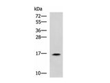 RPS14 Polyclonal Antibody Reactivity Human