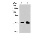 RNASE1 Polyclonal Antibody Reactivity Human