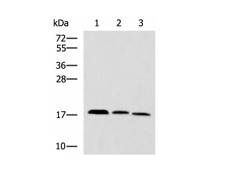 CPLX3 Polyclonal Antibody Reactivity Human