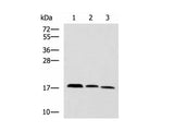 CPLX3 Polyclonal Antibody Reactivity Human