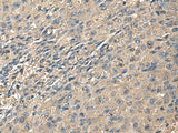 ZG16 Polyclonal Antibody Reactivity Human