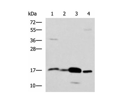ZG16 Polyclonal Antibody Reactivity Human