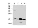 ZG16 Polyclonal Antibody Reactivity Human