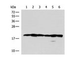 BLOC1S6 Polyclonal Antibody Reactivity Human