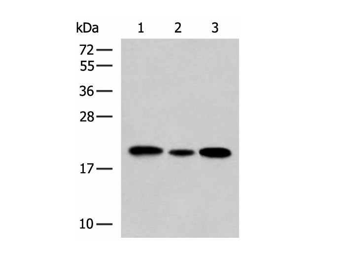 MRPS28 Polyclonal Antibody Reactivity Human