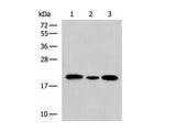 MRPS28 Polyclonal Antibody Reactivity Human