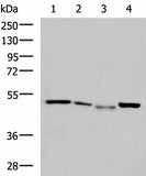 NFS1 Polyclonal Antibody Reactivity Human