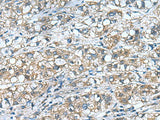COMMD9 Polyclonal Antibody Reactivity Human
