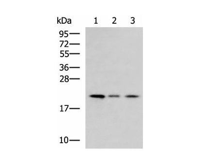 MRPL22 Polyclonal Antibody Reactivity Human