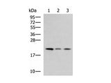MRPL22 Polyclonal Antibody Reactivity Human