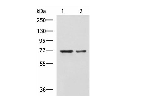 MYEF2 Polyclonal Antibody Reactivity Human
