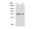 MYEF2 Polyclonal Antibody Reactivity Human