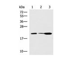 PPIC Polyclonal Antibody Reactivity Human