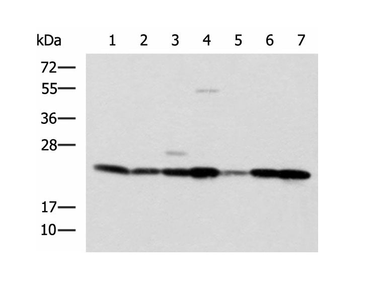 ATP5O Polyclonal Antibody Reactivity Human