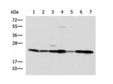 ATP5O Polyclonal Antibody Reactivity Human