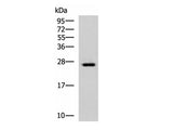 GINS3 Polyclonal Antibody Reactivity Human