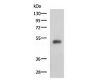 SLC30A6 Polyclonal Antibody Reactivity Human