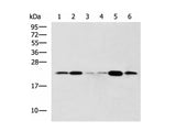 TMED10 Polyclonal Antibody Reactivity Human