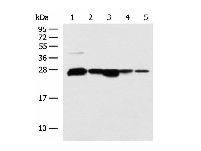 CCDC134 Polyclonal Antibody Reactivity Human