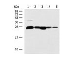 CCDC134 Polyclonal Antibody Reactivity Human