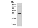 NQO2 Polyclonal Antibody Reactivity Human