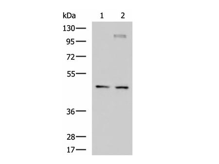 DNAJA4 Polyclonal Antibody Reactivity Human
