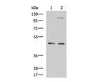 DNAJA4 Polyclonal Antibody Reactivity Human