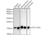 (KO Validated) TTC11/FIS1 Polyclonal Antibody