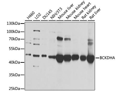 BCKDHA Polyclonal Antibody