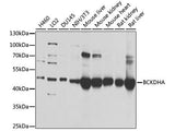 BCKDHA Polyclonal Antibody